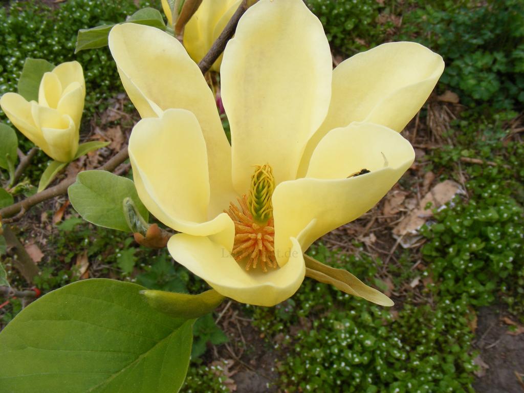 Магнолия ЗОЛОТАЯ ЧАША магнолии ДЭВИД ЛИЧ  морозостойкие  США  ЛОТ 13/4