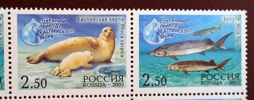 Россия 2003 год Фауна Каспия Белуга Нерпа Совместный выпуск Россия - Иран Сцепка MNH