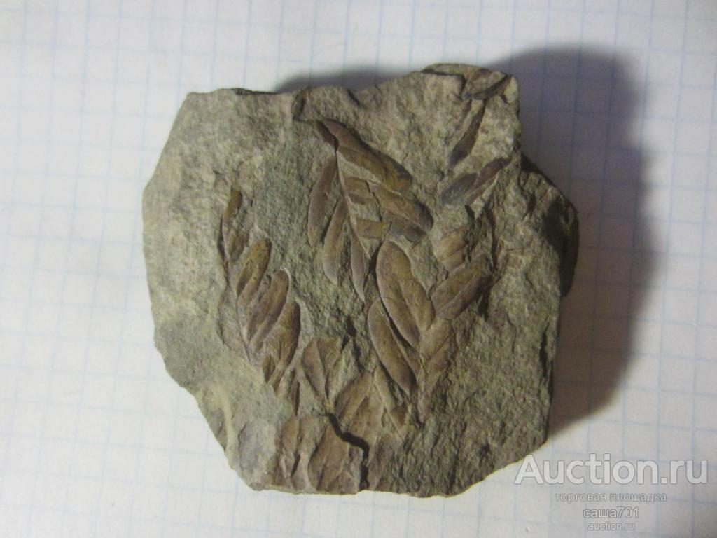 Окаменелость Палеозой около 320 млн. лет. 63