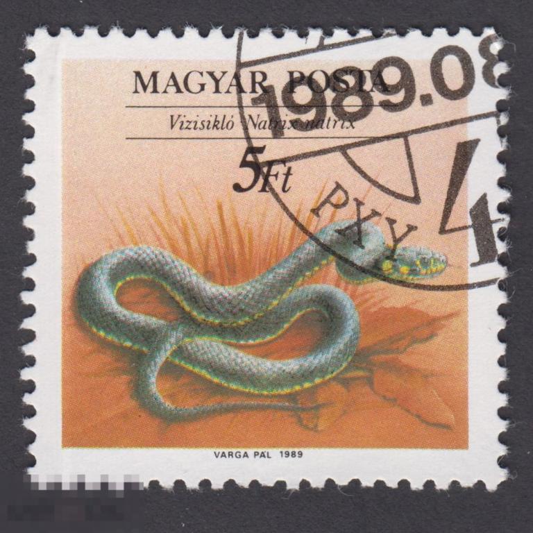 Марка Венгрия 1989 год. Обыкновенный уж  вид настоящих ужей, неядовитых змей Змеи