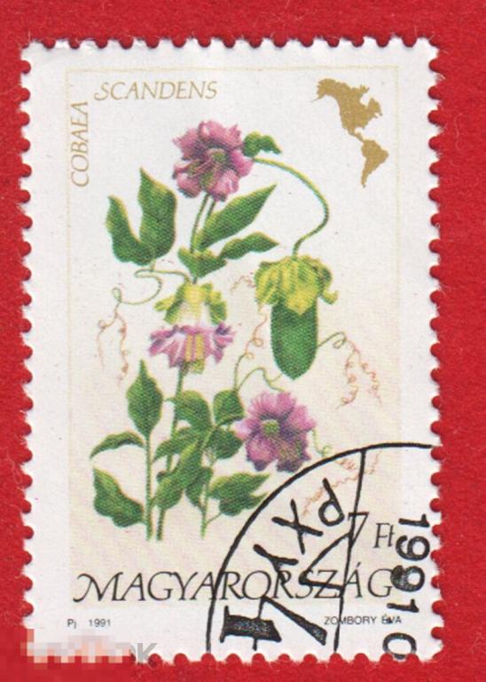 Марка Венгрия 1991 год. Кобея лазающая виноградная лоза с чашечкой и блюдцем. Цветы