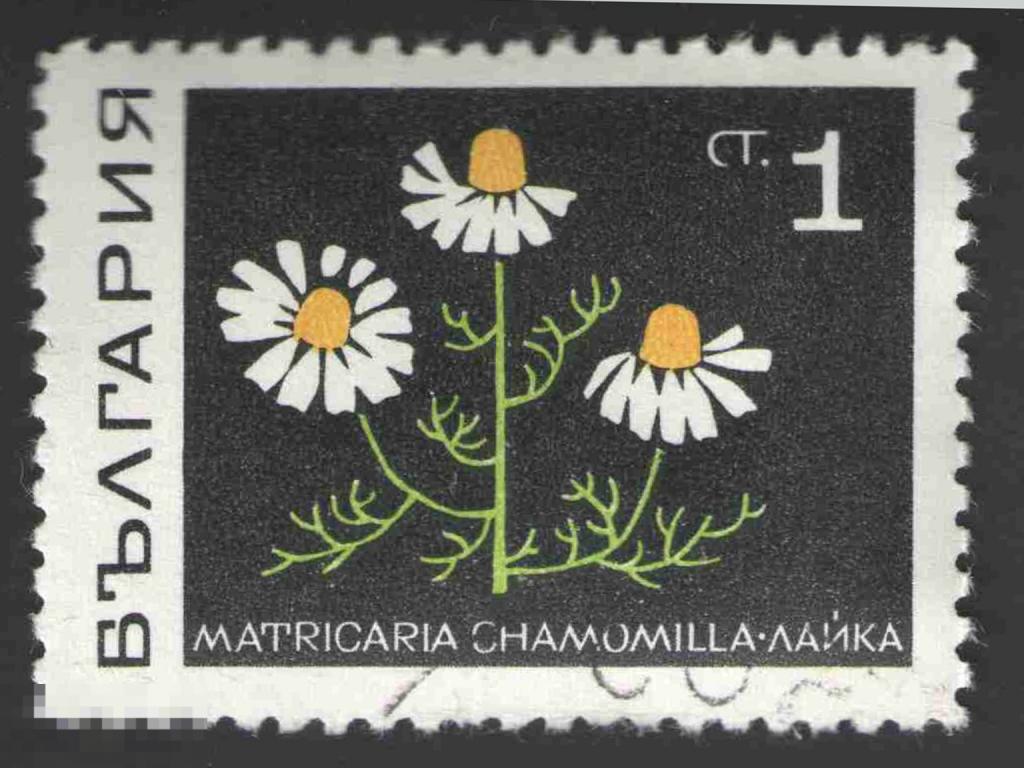 Марка Болгария 1969 год. Ромашка аптечная  Ромашка лекарственная, лекарственные травы Цветы
