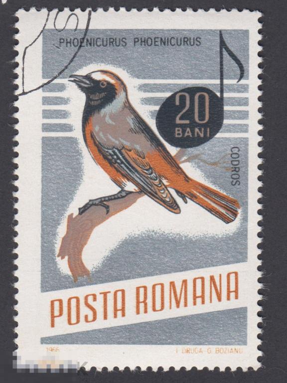 Марка Румыния 1966 год. Горихвостка обыкновенная (Phoenicurus phoenicurus) Птицы
