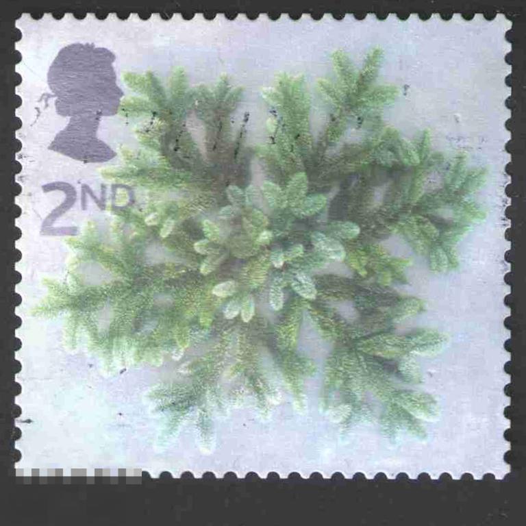 Марка Великобритания 2002 год. Голубая еловая звезда Рождество 2002 Еловые ветки деревья. дерево.