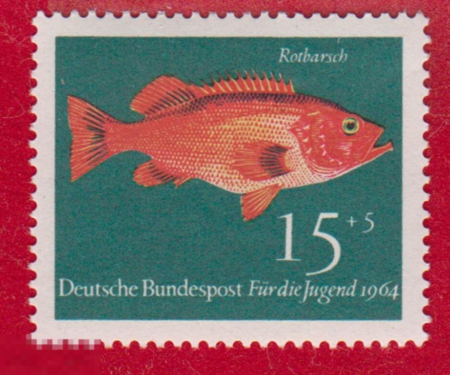 Марка ФРГ 1964 год. Норвежский морской окунь Отряд Скорпенообразные. Рыбы