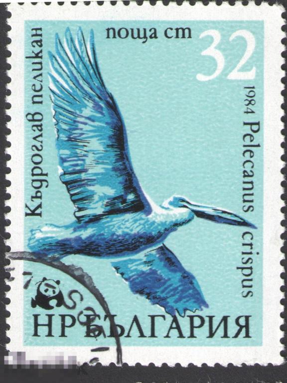 Марка Болгария 1984 год. Кудрявый пеликан Pelecanus crispus птица семейства пеликановых. Пеликаны