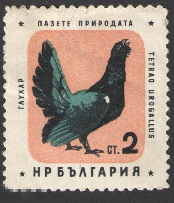 Марка Болгария 1960 год. Глухарь Крупная птица из семейства фазановых, отряда курообразных. птицы