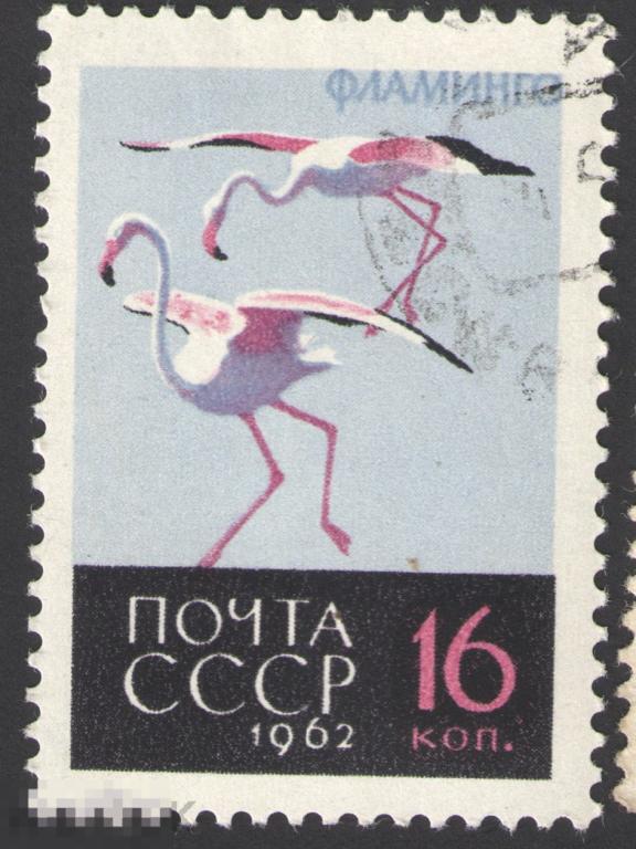 Марка СССР 1962 год. Фламинго Розовый фламинго Phoenicopterus род птиц из семейства фламинговых