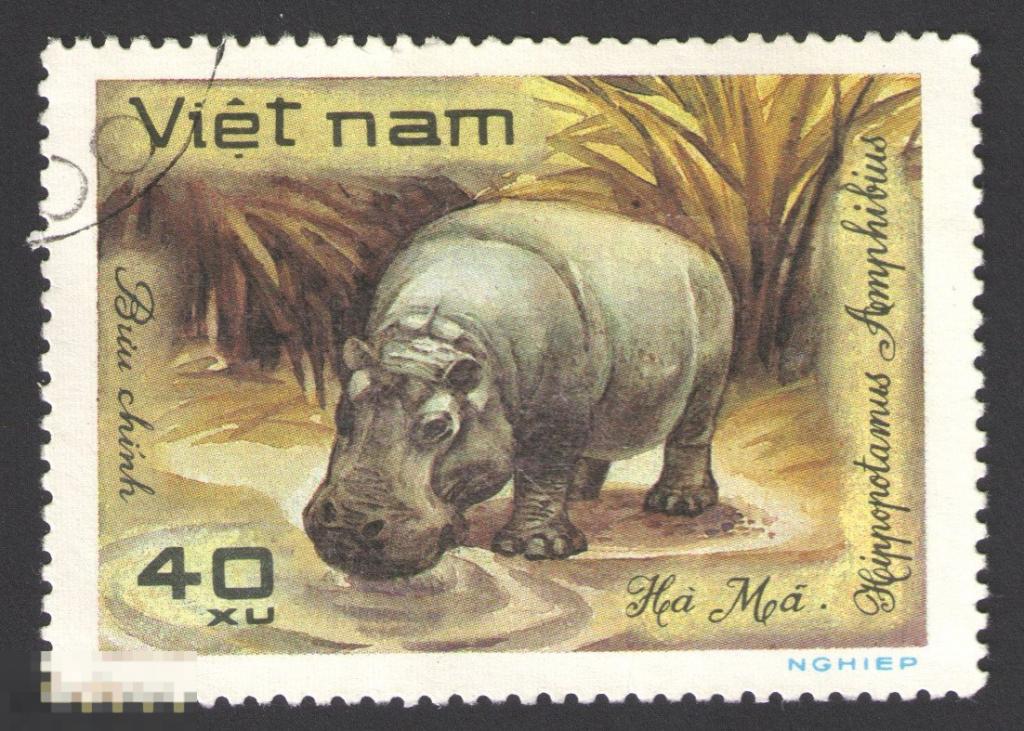 Марка Вьетнам 1981 год. Обыкновенный бегемот,  гиппопотам Редкие животные. Бегемоты и Носорги.