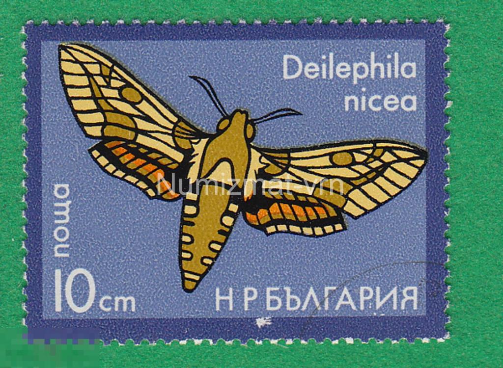 Марка Болгария. 1983 г. Бабочка. Бабочки мира. Фауна мира. Редкие бабочки. Энтомология. 3