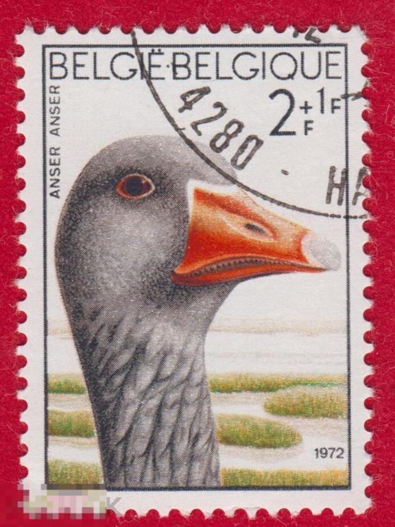 Марка Бельгия 1972 год. Серый гусь водоплавающая птица семейства утиных, самый известный вид