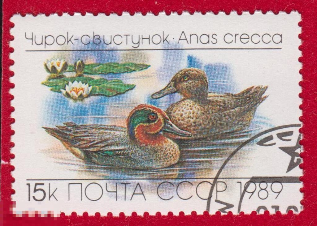 Марка СССР 1989 год. Чирок-свистунок водоплавающая птица из семейства утиных. Кряква Утки