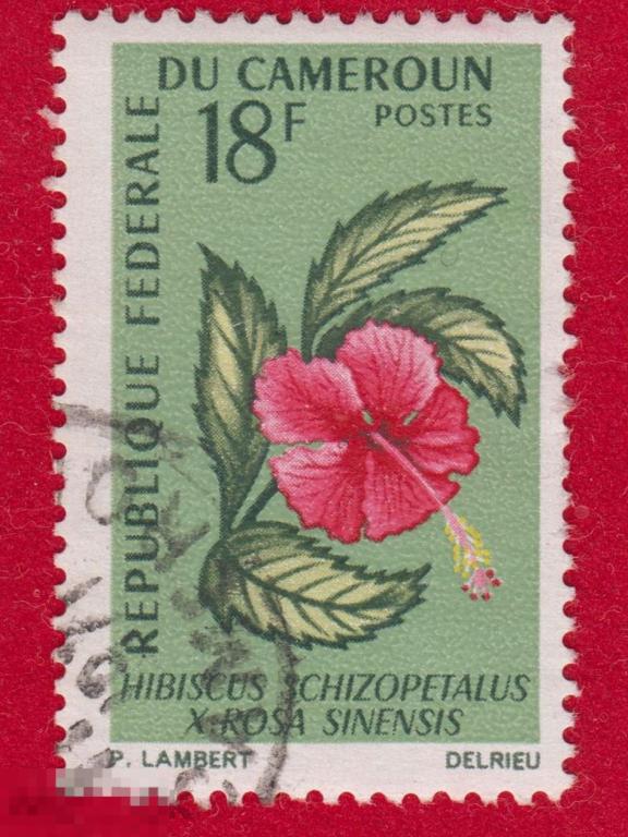 Марка Камерун 1980 год. Гибискус тройчатый, или гибискус северный Цветы Цветок