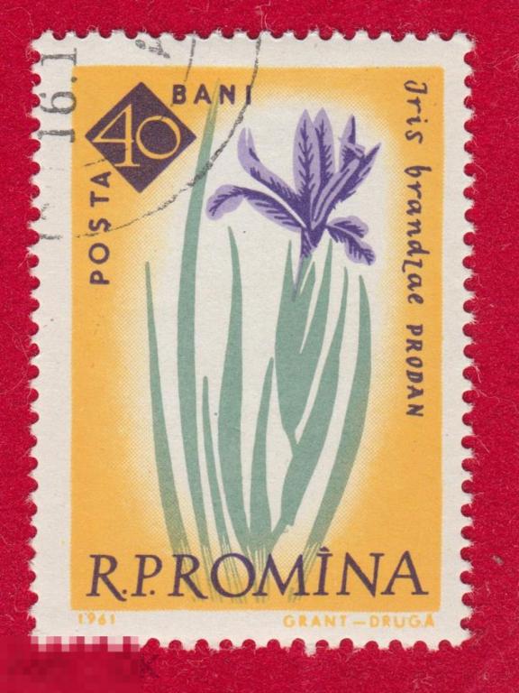 Марка Румыния 1961 год. Ирис брандзае вид рода Iris Цветы