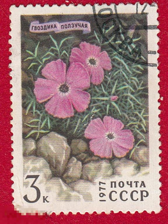 Марка СССР 1977 год. Гвоздика ползучая Род многолетних растений семейства Гвоздичные. Цветы