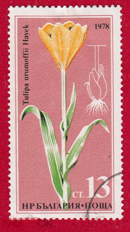 Марка Болгария 1978 год. Желтые тюльпаны. Урумово лале (Tulipa urumoffii)  Цветы