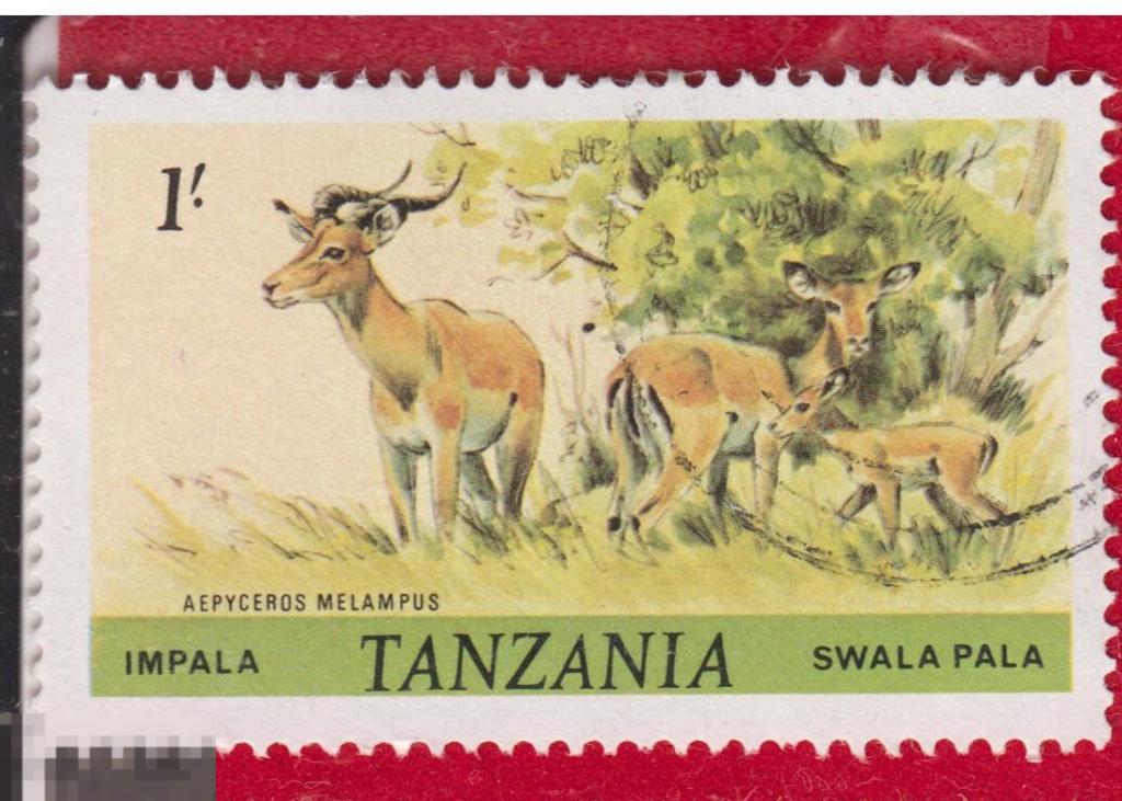 Марка Танзания 1981 год. Импала Африканская антилопа средней величины.