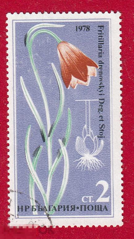 Марка Болгария 1978 год. Рябчик Дреновского род Рябчик семейства Лилейные. Цветы