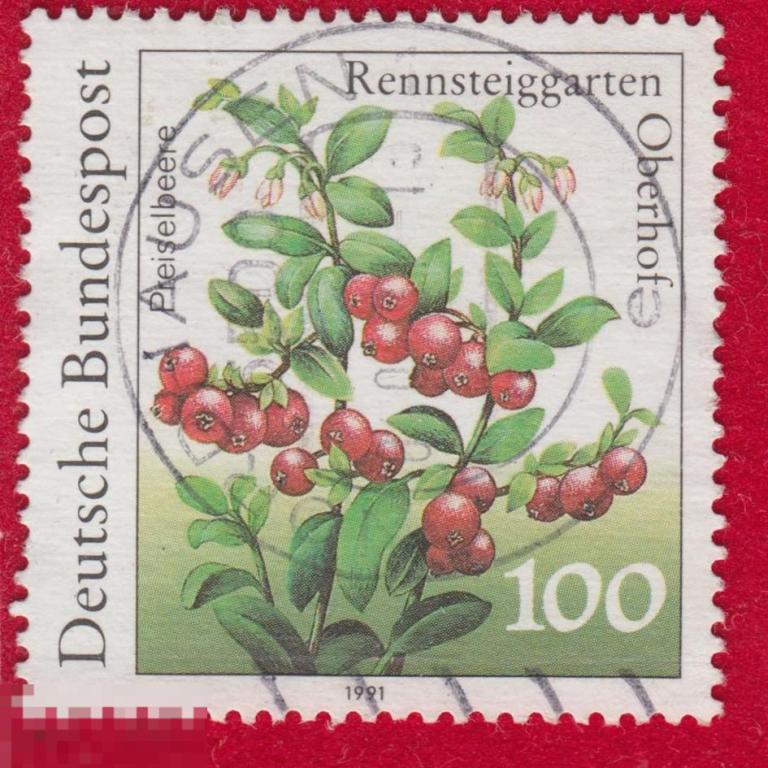 Марка Германия 1991 год Брусника вечнозелёный кустарничек, вид рода Вакциниум семейства Вересковые.