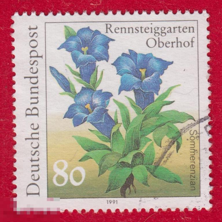 Марка ФРГ 1991 год. Горечавка септемфида Цветок Многолетнее травянистое растение Редкость!