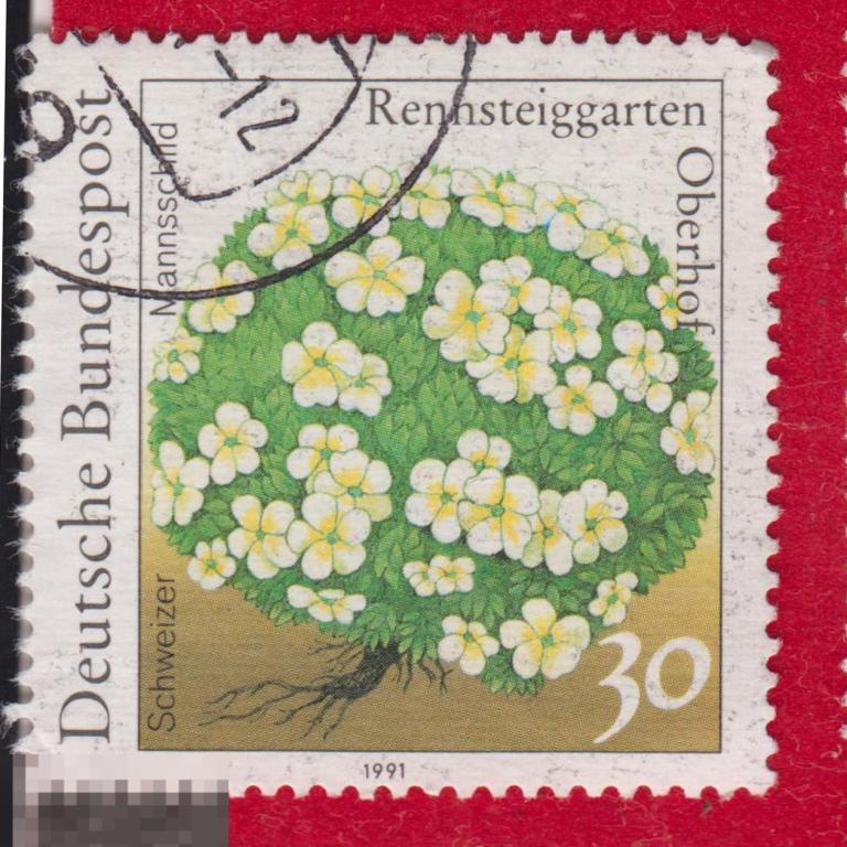 Марка ФРГ 1991 год. Проломник Растение Цветок Многолетнее травянистое растение Редкость!