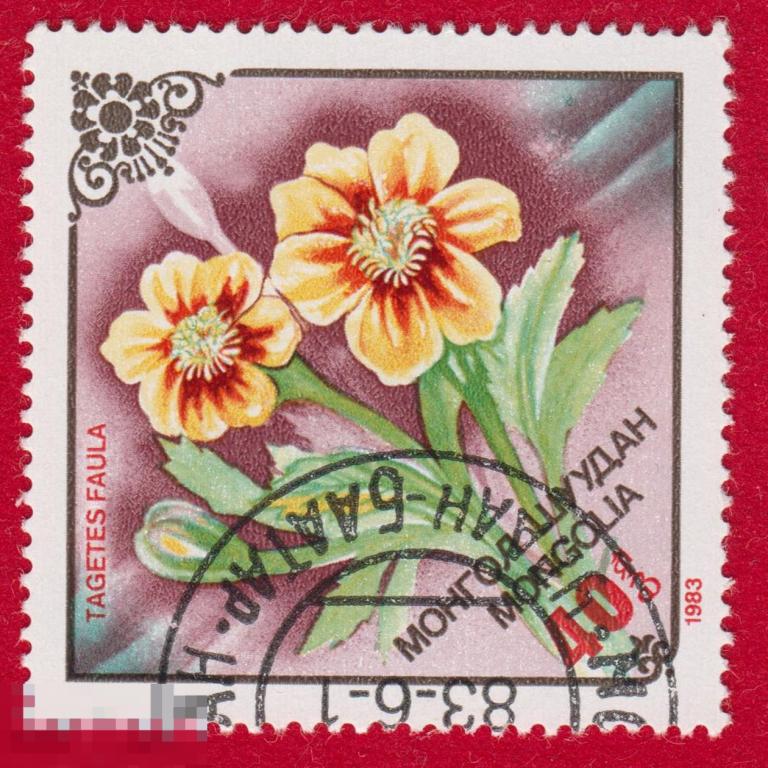 Марка Монголия 1983 год. Бархатцы мелкоцветные Однолетнее растение Семейство Астровые Цветы