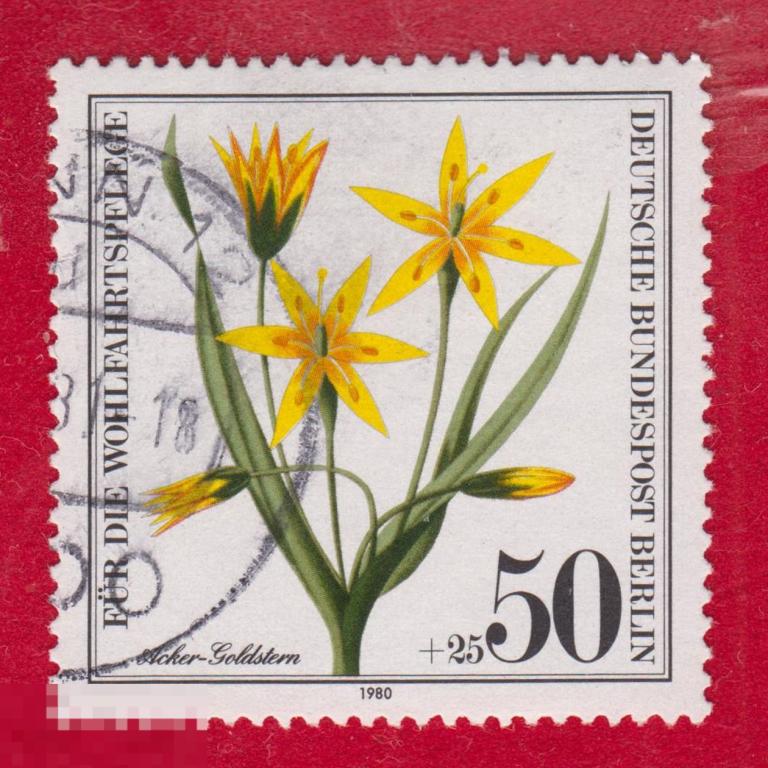 Марка ФРГ 1980 год. Гусиный лук мохнатый  вид растений семейства лилейные Редкость!