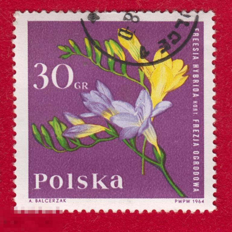 Марка Польша 1964 год. Фрезия Цветок семейства Ирисовые. Редкость!