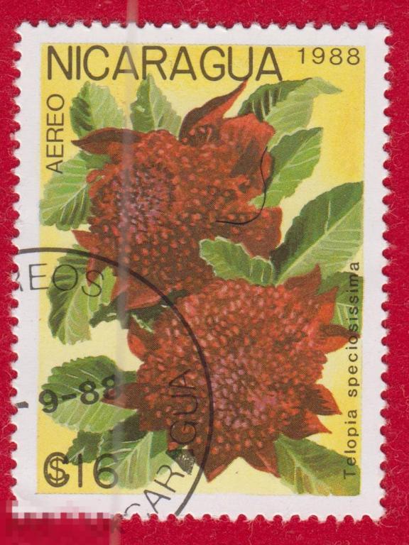 Марка Никарагуа 1988 год. Телопея прекрасная Telopea speciosissima семейства Протейные Цветы