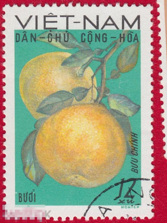 Марка Вьетнам 1976 год. Помело вид растений из рода Цитрус; Фрукты. Экзотические фрукты