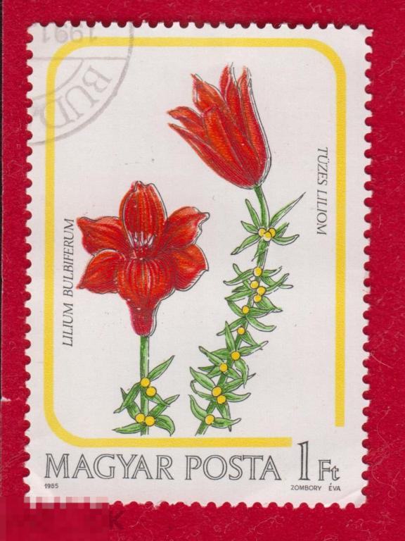 Марка Венгрия 1985 год. Лилия луковиценосная Род растений семейства Лилейные. Редкость!