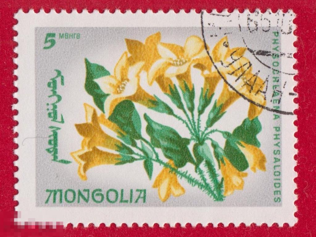 Марка Монголия 1966 год. Пузырница физалисовая - Physochlaina physaloides пасленовые Цветы