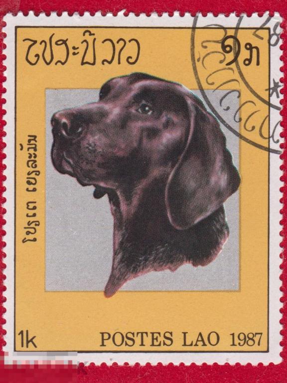 Марка Лаос 1987 год. Собаки. Босерон Породы собак. Защита животных. Редкость.