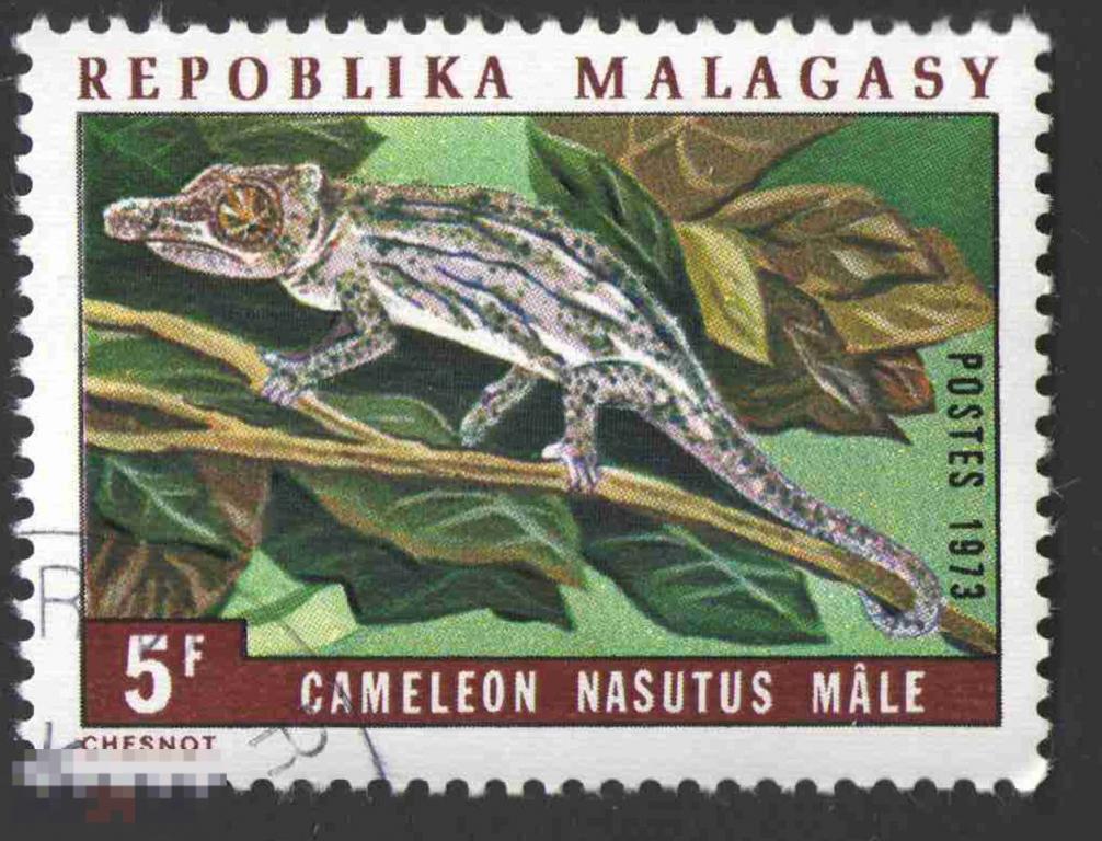 Марка Мадагаскар 1973 год. Хамелеон с причудливым носом Calumma hafahafa вид хамелеонов, эндемик