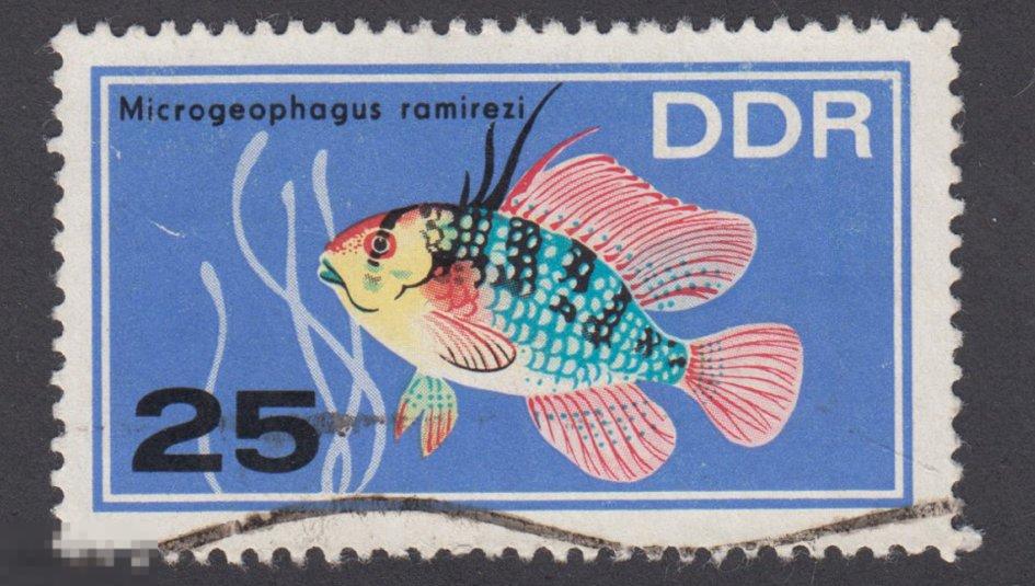 Марка ГДР 1966 год. Карликовая цихлида Рамиреса (Mikrogeophagus ramirezi) РЫБЫ
