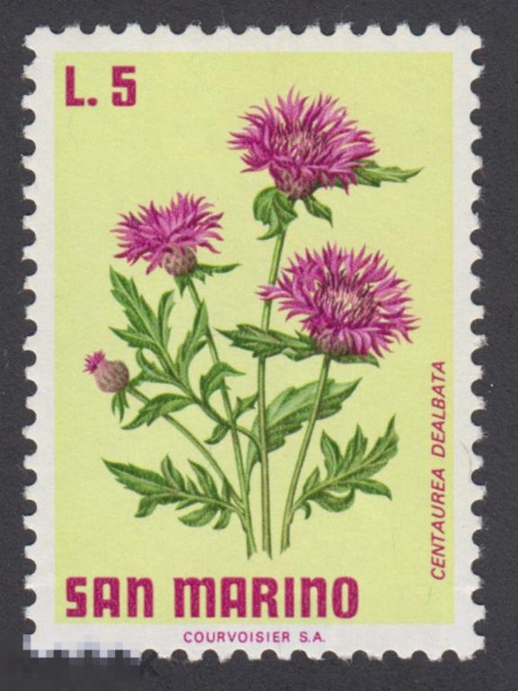 Марка Сан-Марино 1971 год. Василёк белый род травянистых растений семейства Астровые, Цветы