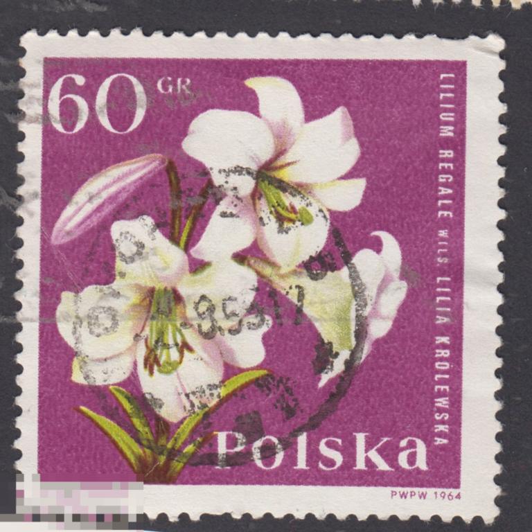 Марка Польша 1964 год. Лилия царственная лилия королевская лилия тибетская цветы