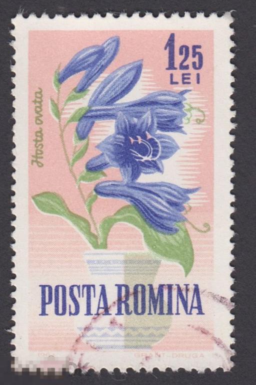 Марка Румыния 1963 год. Хоста — род многолетних травянистых растений семейства Спаржевые  Цветы