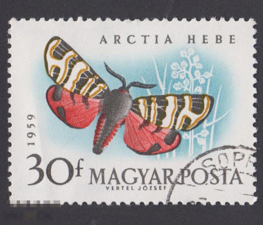 Марка Венгрия 1959 год. Медведица геба Бабочка рода из подсемейства медведиц Молтыльки.Бабочки