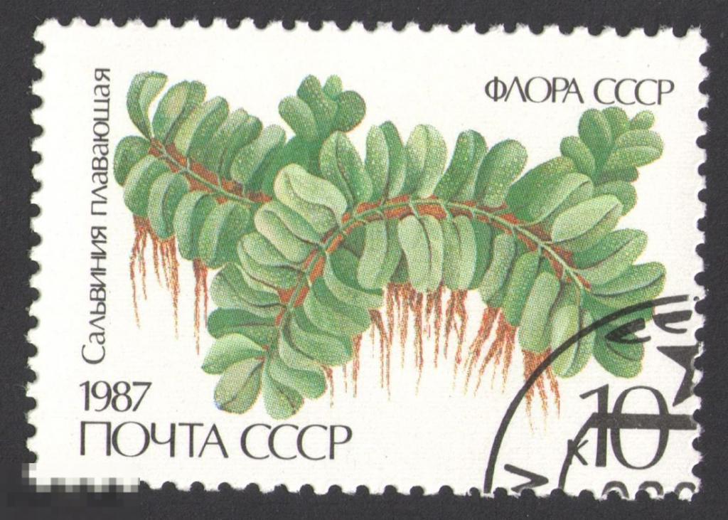 Марка СССР 1987 год. Сальвиния плавающая пресноводный папоротник из семейства Сальвиниевые. Цветы