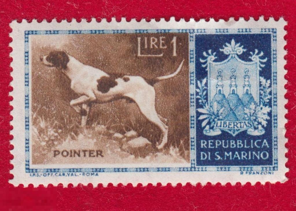 Марка Сан-Марино 1956 год. Английский пойнтер Охотничьи собаки. Охота. Охотники.  Редкость.