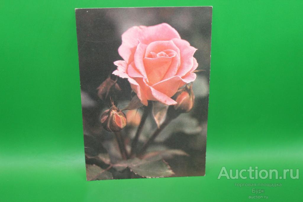 открытка СССР 1988 роза Пикник Флорибунда фото Смолякова