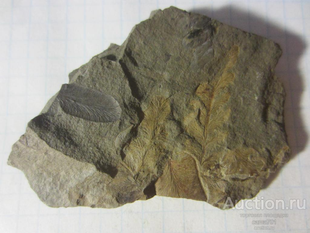 Окаменелость Палеозой около 320 млн. лет. 74