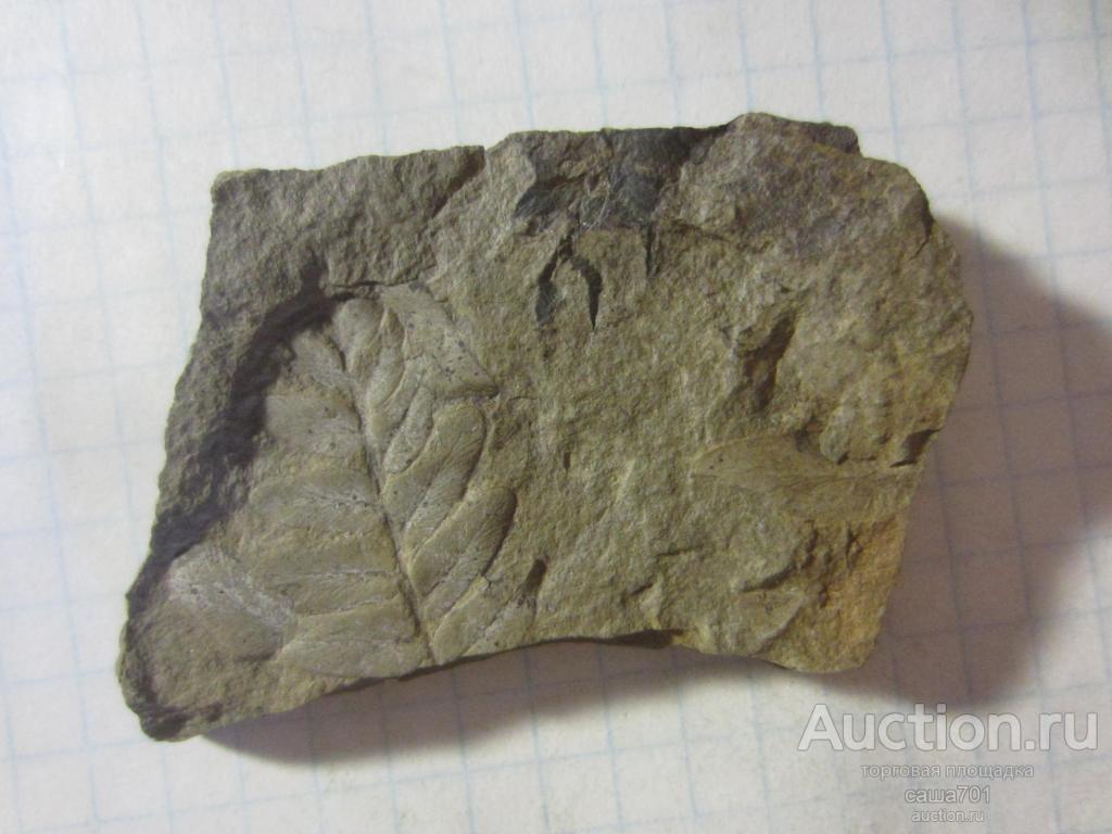 Окаменелость Палеозой около 320 млн. лет. 75