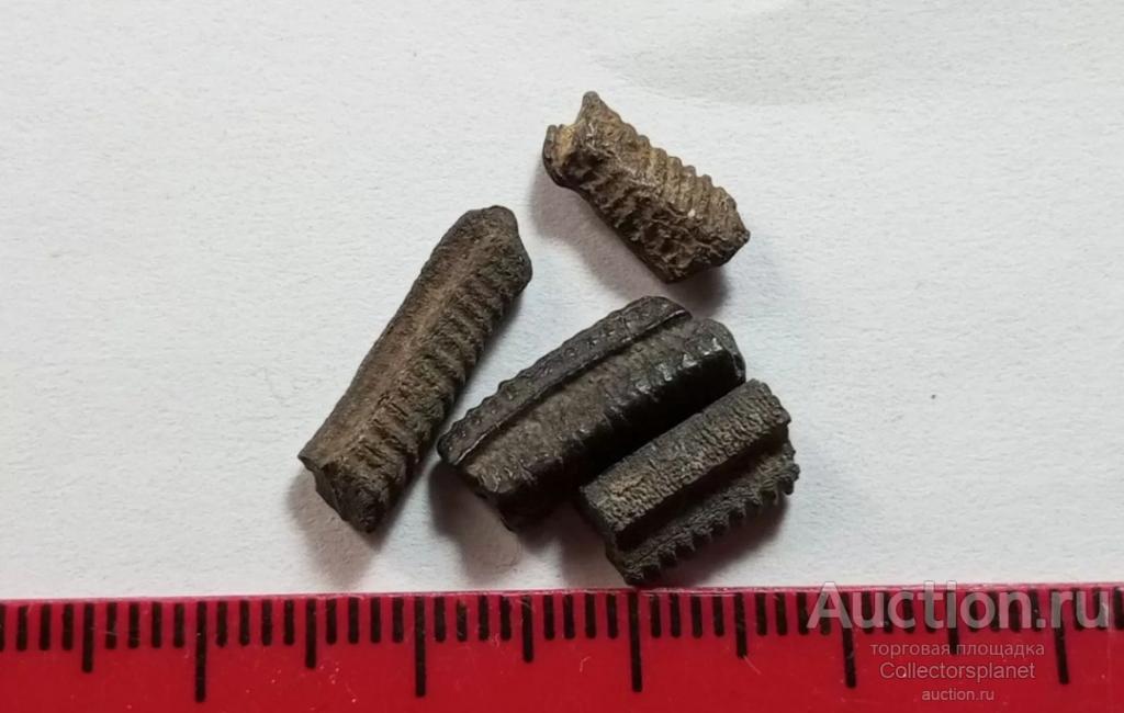 Окаменелость зубы ската набор