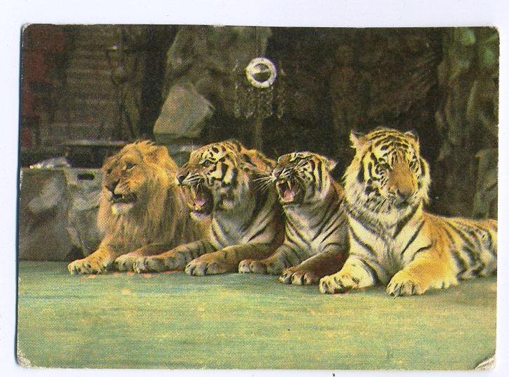 Цирк // Тигры / календарик 1981 год