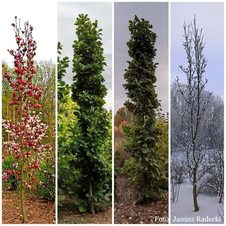 Магнолия БАШНЯ ЦВЕТОВ  селекция   ЛОТ 34/1