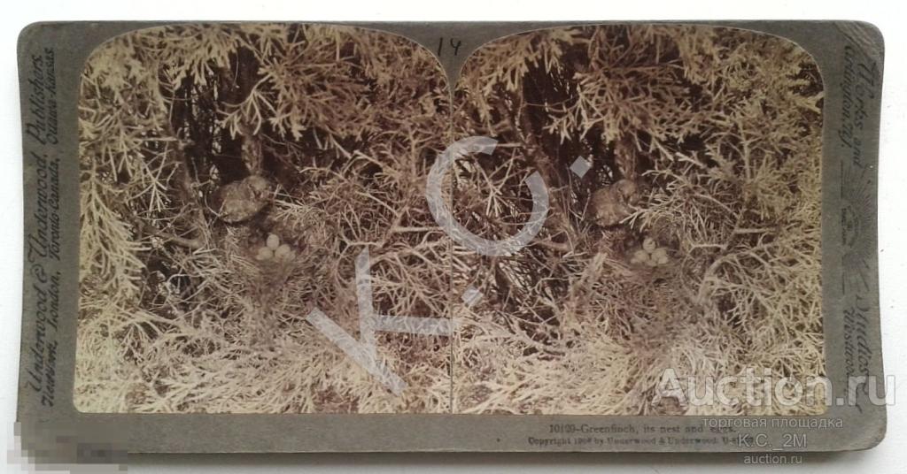 1908 г. Дубоноска, ее гнездо и яйца Стереофотография Стереопара № 10120