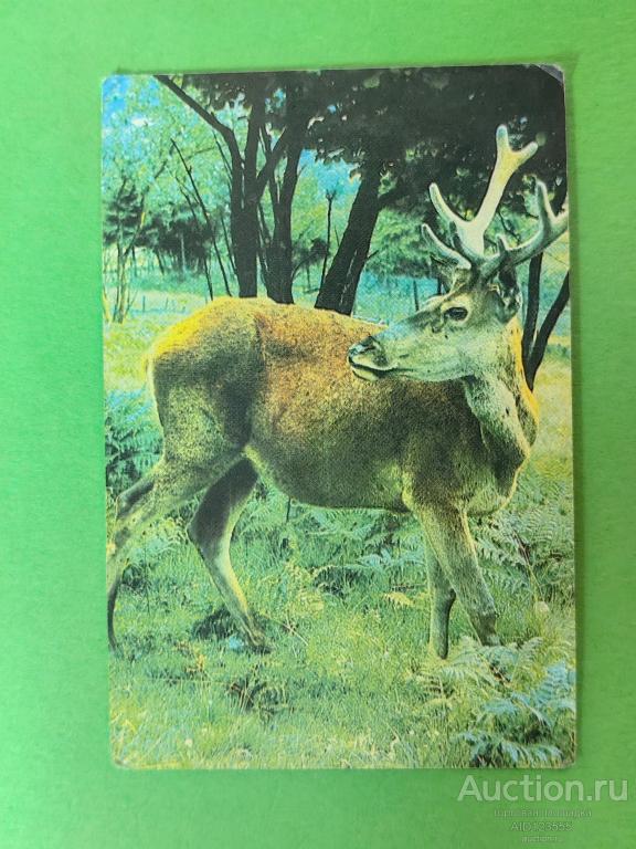 Календарик Лось фото Кропивницкого 1989 г Киев советская Украина