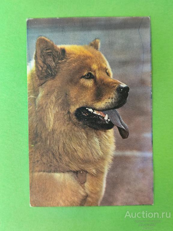 Календарик 1991 Собака общество любителей природы и охраны Чау-чау животные